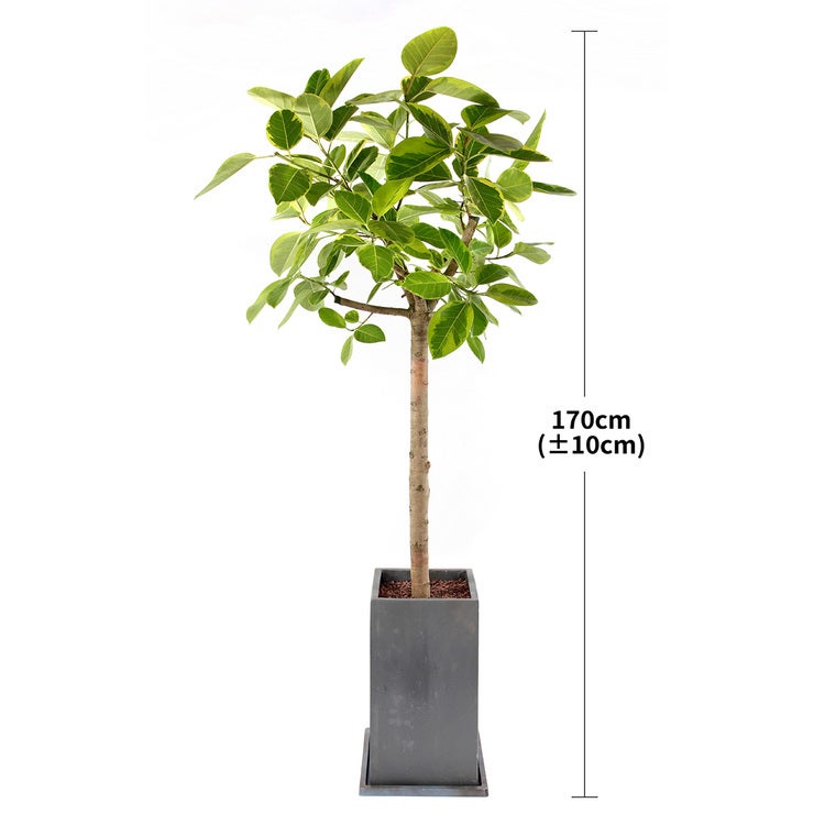 [서울/경기배송]뱅갈고무나무 170cm