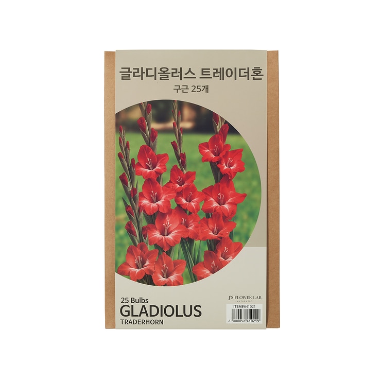 글라디올러스 구근 / 최소구매 2