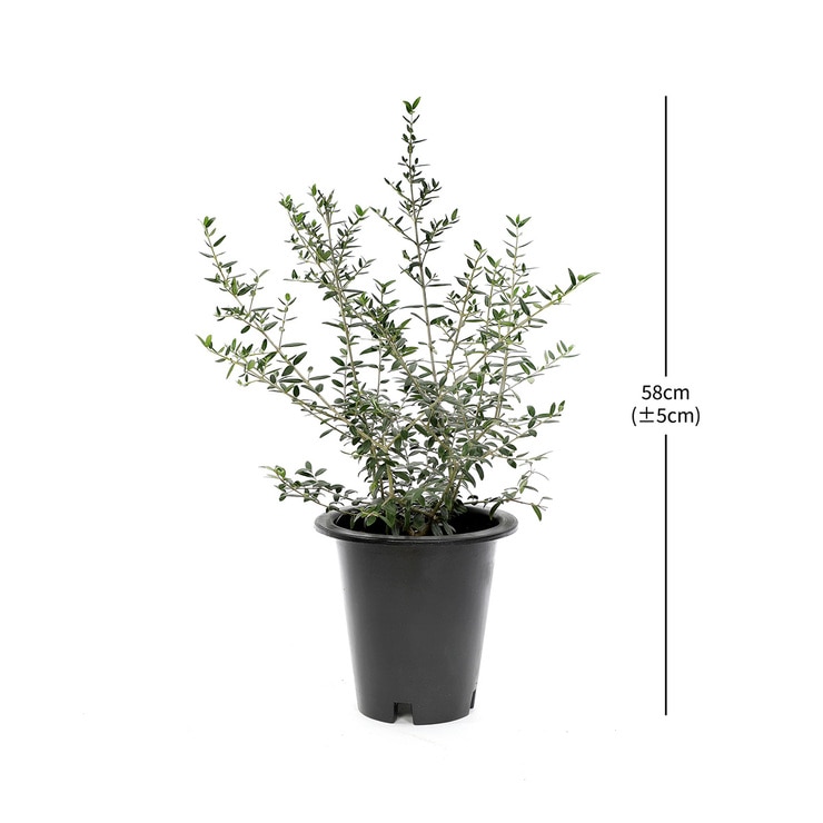 올리브나무 재배분 58cm