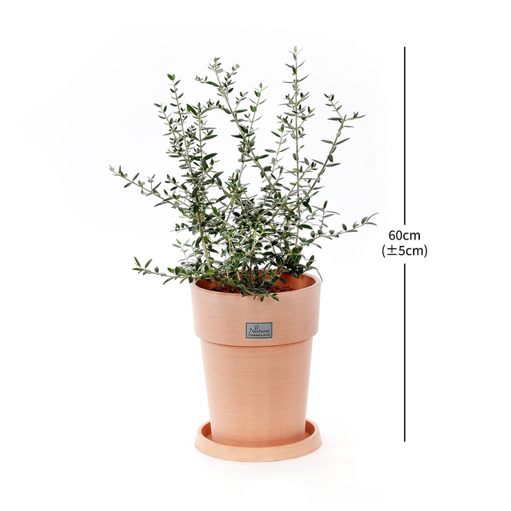 올리브나무 화분60cm