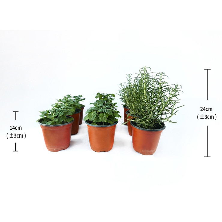 허브식물 9팩 14cm & 24cm