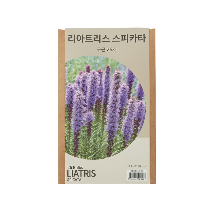 리아트리스 구근 / 최소구매 2