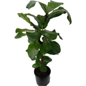 떡갈 고무나무 플라스틱화분