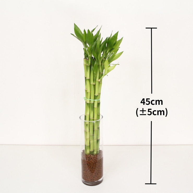 개운죽 45cm