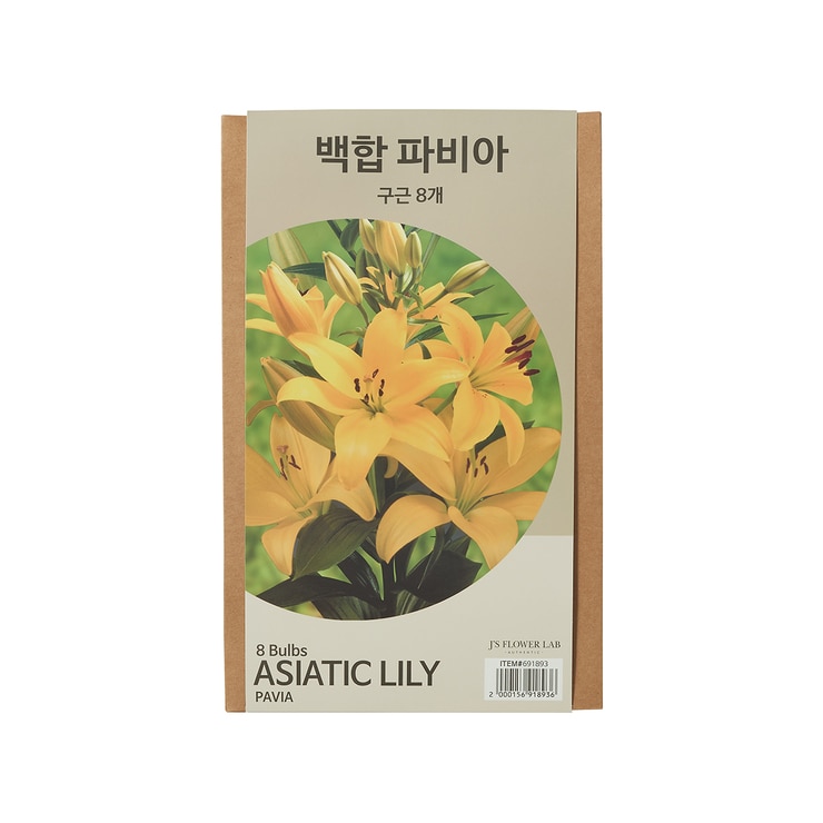 릴리 아시아틱 구근 / 최소구매 2
